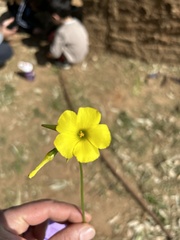 Oxalis pes-caprae