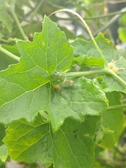 Cucumis maderaspatanus