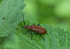 Pyrochroa serraticornis