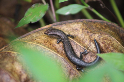 Lampropholis delicata observed 2023-02-22
