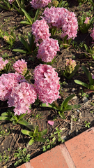 Hyacinthus orientalis