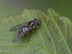 Dasysyrphus venustus