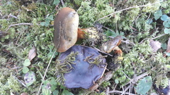 Cortinarius atrovirens