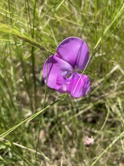 Sphenostylis angustifolia