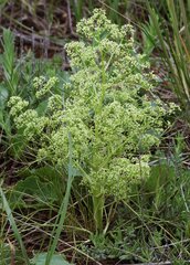 Trinia multicaulis