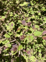 Coprosma rotundifolia