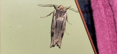 Xylena exsoleta