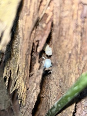 Insecta