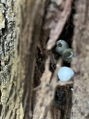 Insecta