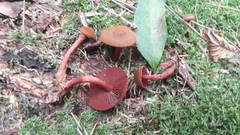 Cortinarius mirandus