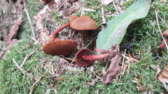 Cortinarius mirandus