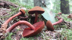 Cortinarius mirandus