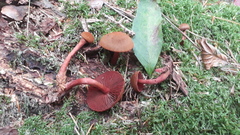 Cortinarius mirandus