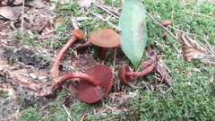 Cortinarius mirandus
