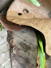 Trilophidia annulata