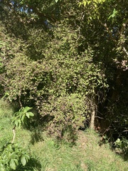 Coprosma rotundifolia