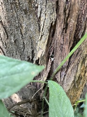 Insecta