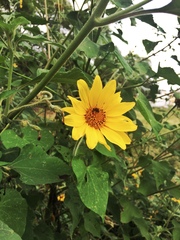 Tithonia tubaeformis