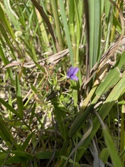 Monopsis stellarioides