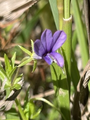 Monopsis stellarioides