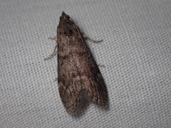 Heteromicta pachytera