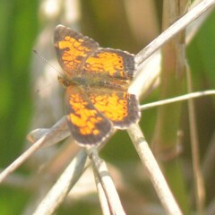 Phyciodes cocyta
