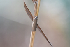 Palaeosia bicosta