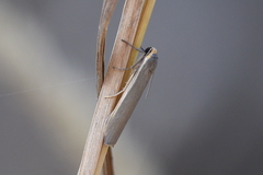 Palaeosia bicosta