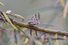 Scolypopa australis