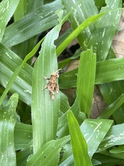 Trilophidia annulata