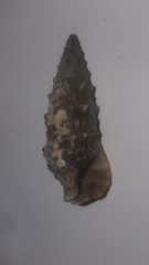 Cerithium vulgatum
