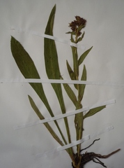 Pulmonaria angustifolia