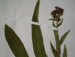 Pulmonaria angustifolia