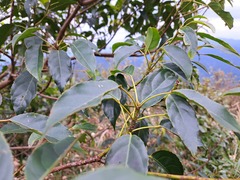 Elaeocarpus japonicus