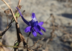 Delphinium gracile