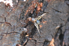 Acanthonevroides basalis