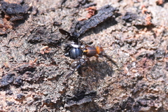 Acanthonevroides basalis