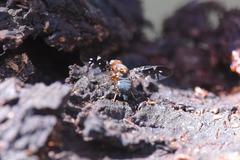 Acanthonevroides basalis