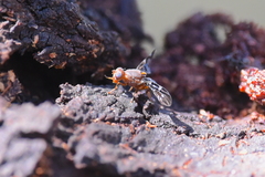 Acanthonevroides basalis