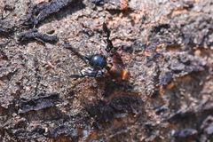 Acanthonevroides basalis