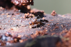 Acanthonevroides basalis