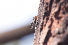 Acanthonevroides basalis