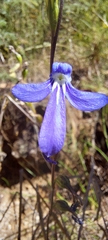 Lobelia gibbosa