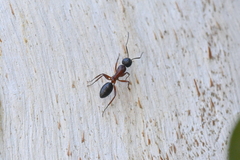 Camponotus innexus