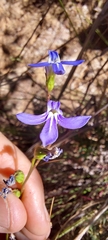 Lobelia gibbosa