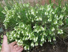 Onosma tanaitica