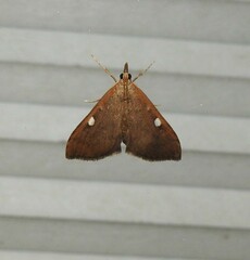 Mnesictena marmarina