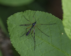 Ptychoptera contaminata