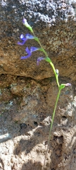 Lobelia gibbosa