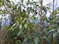 Elaeocarpus japonicus